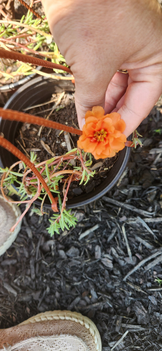 Moss Roses