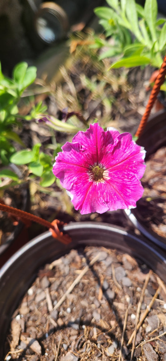 Petunias (various varietys)