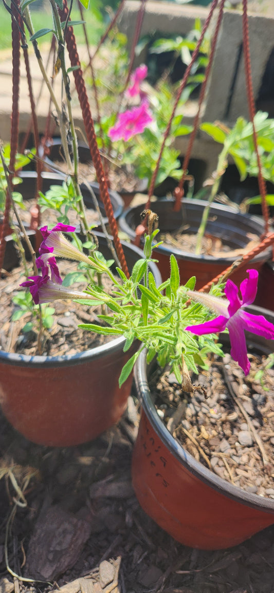 Petunias (various varietys)