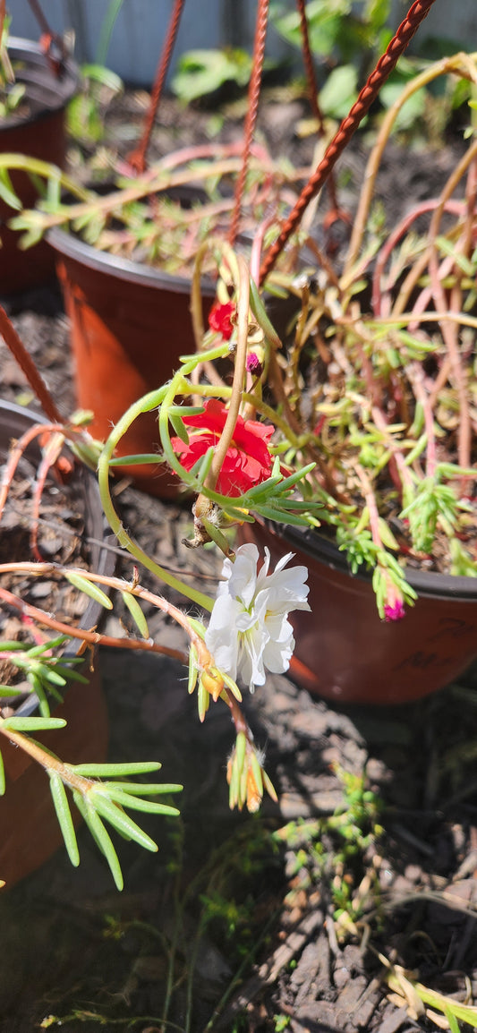 Moss Roses